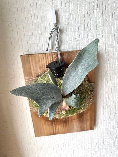 P ビカクシダPlatycerium E-1 pup
