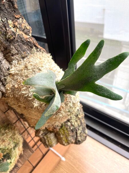 ビカクシダ Platycerium P.willinckii "Bacteria" spore