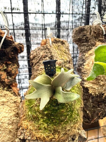 ビカクシダP Willinckii Platycerium P. willinckii 'OMG'