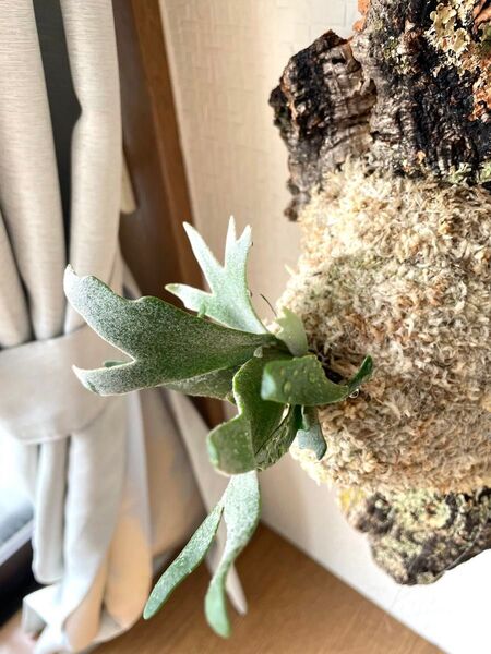 ビカクシダP P.willinckii 'Bacteria'