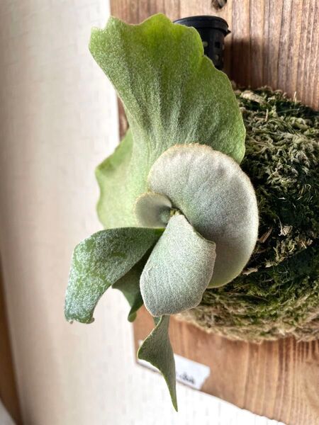 Platycerium ビカクシダ P P.Willinckii Bogor Mr suddan