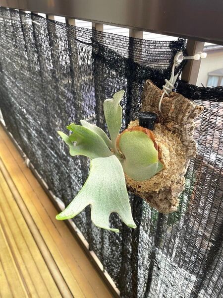 P. FSQ(FW) ビカクシダ Platycerium美株
