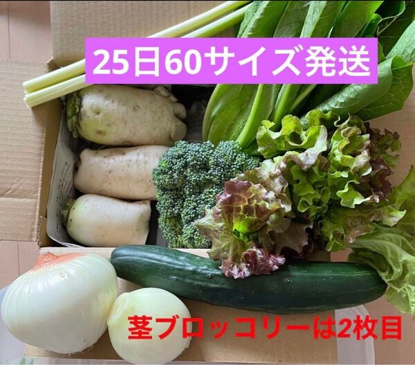 無農薬新鮮野菜8種詰め合わせ56サイズ段ボール(60サイズ発送)