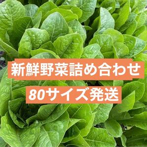 無農薬新鮮野菜詰め合わせゆうパック80サイズ発送(約70サイズの段ボール使用)