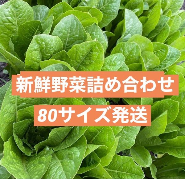 無農薬野菜詰め合わせセット80サイズ発送(70くらいの段ボール使用)