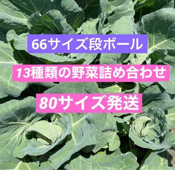 無農薬新鮮野菜キャベツブロッコリー大根など13種類詰め合わせ66サイズ段ボール