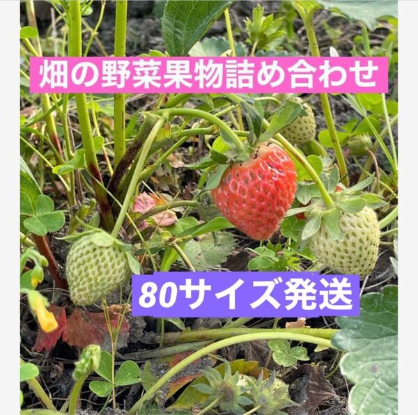無農薬新鮮野菜約70サイズ段ボール詰め合わせセット