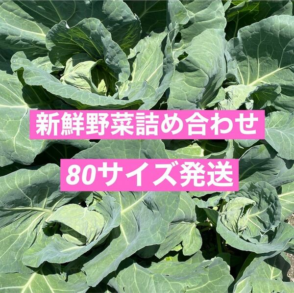 無農薬新鮮野菜80サイズ発送(70サイズ以上段ボール使用)キャベツレタス白菜大根など
