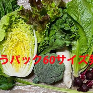 無農薬新鮮野菜詰め合わせ9種ゆうパック60サイズ発送