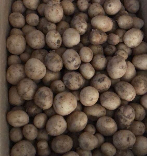353.特売数量限定ミニ新じゃがいも箱込み5kg 3Sサイズ