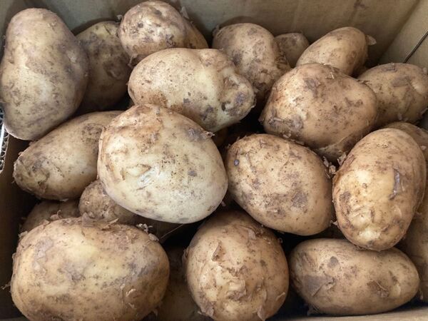 389.お買い得数量限定新じゃがいも箱込み10kg 2L〜3Lサイズ