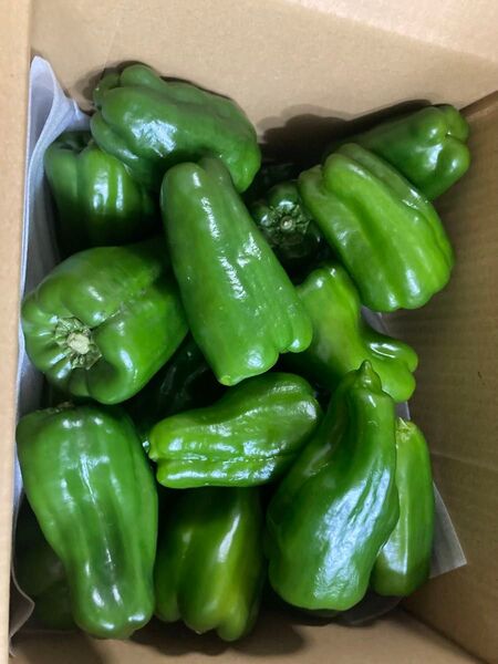 329.お買い得数量限定野菜ピーマン1kg