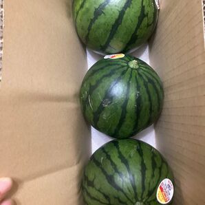 342.お買い得数量限定 小玉西瓜 スイカ3玉入り箱込み2Kg前後