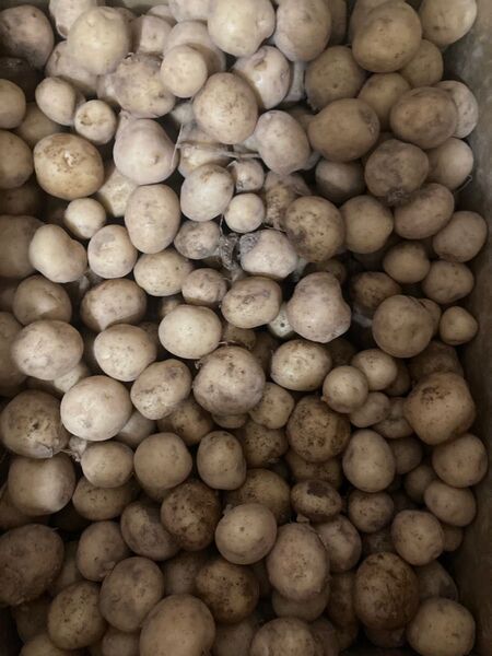 365..特売数量限定ミニ新じゃがいも1kg