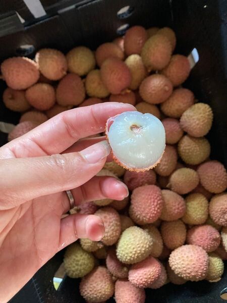 385.新鮮青果生新鮮ライチ コンパクト箱込み1kg常温便