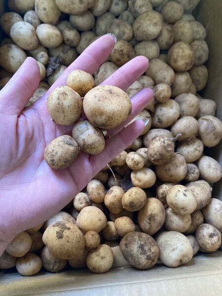 388.数量限定ミニ新じゃがいも1kg