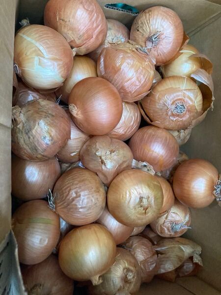 936.特売早勝ち玉ねぎ玉葱箱込み10kg