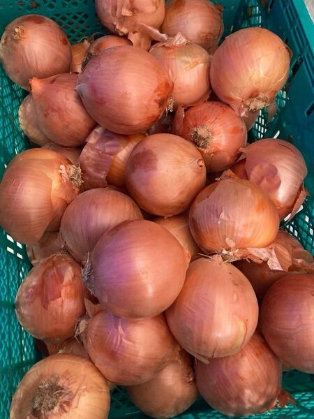 935.特売早勝ち玉ねぎ玉葱箱込み20kg