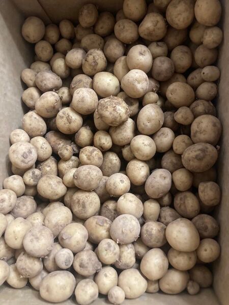 408.数量限定ミニ新じゃがいもネコポス箱込み1kg