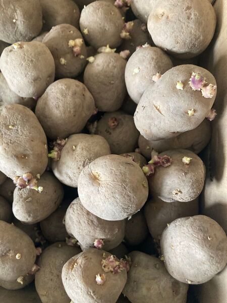 408.数量限定じゃがいも種芋 男爵 コンパクト箱込み1.3kg