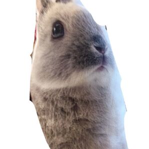 ニトリ うさぎ クッション ぬいぐるみ