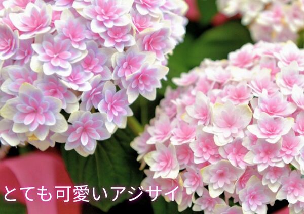 八重咲きのとても可愛いアジサイの挿し穂2本(細め)+おまけ 紫陽花カット苗