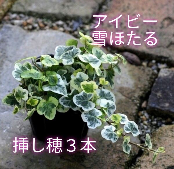 丸い葉が可愛い♪大人気アイビー 「雪ほたる」挿し穂3本セット+おまけ カット苗