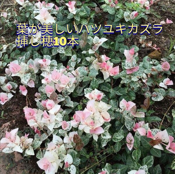 葉が美しい☆ハツユキカズラ挿し穂10本+おまけ カット苗