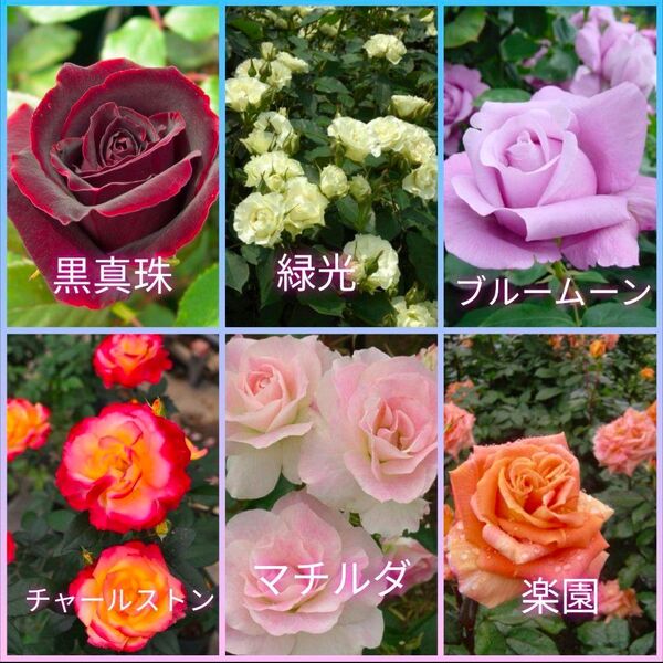 初心者用☆強健なバラの挿し穂6品種ミックス5本セット+おまけ 挿し木用選定枝