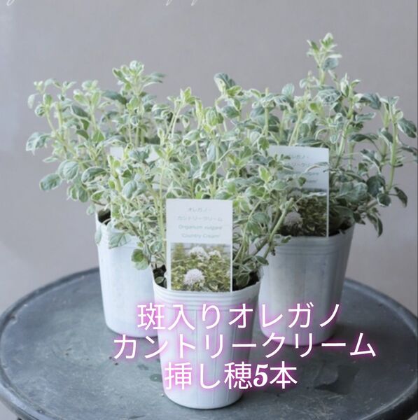 斑入りハーブ☆オレガノ「カントリークリーム」挿し穂5本+おまけ ドライフラワーも