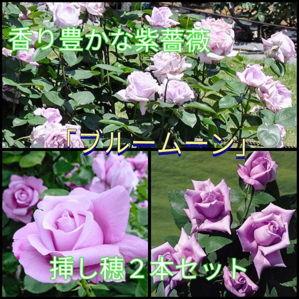 強香♪紫薔薇の代表格「ブルームーン」挿し穂2本セット+おまけ