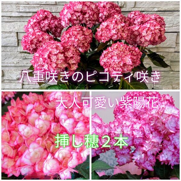 八重咲きのピコティ咲き☆大人可愛いアジサイの挿し穂2本+おまけ カット苗