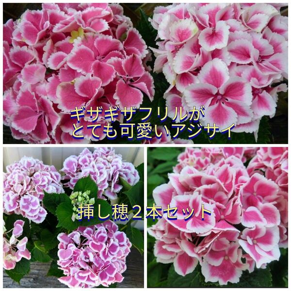 鮮やかな発色☆ギザギザフリルの手毬咲き紫陽花の挿し穂2本+おまけ 秋色アジサイ