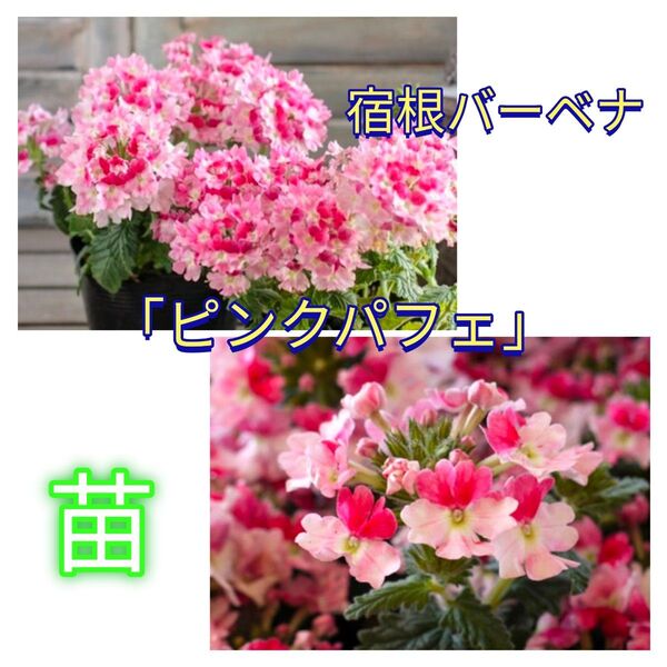 開花中♪宿根バーベナ「ピンクパフェ 」6cmポット苗 多年草