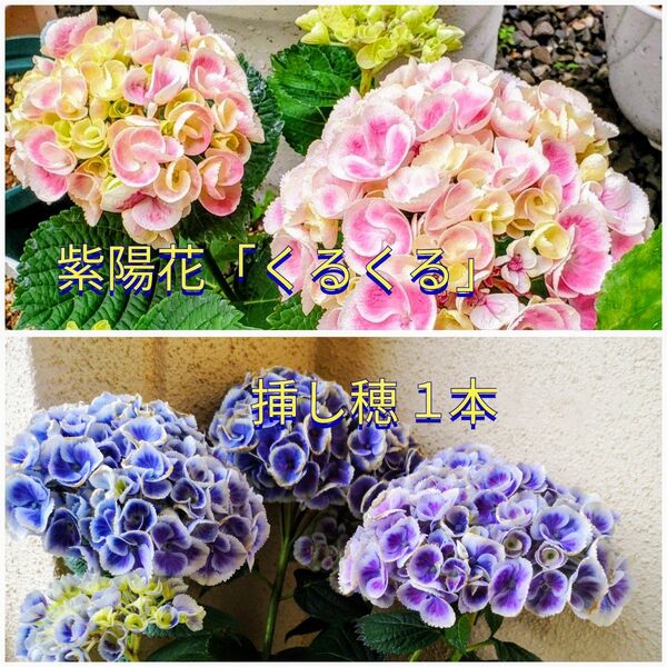 天頂芽☆激レア紫陽花「くるくる」挿し穂1本+おまけ アジサイ カット苗
