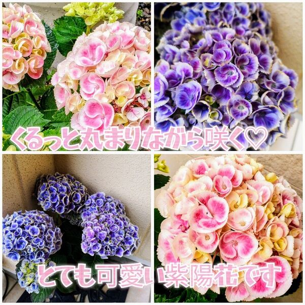 天頂芽☆激レア紫陽花「くるくる」挿し穂1本+おまけ アジサイ カット苗
