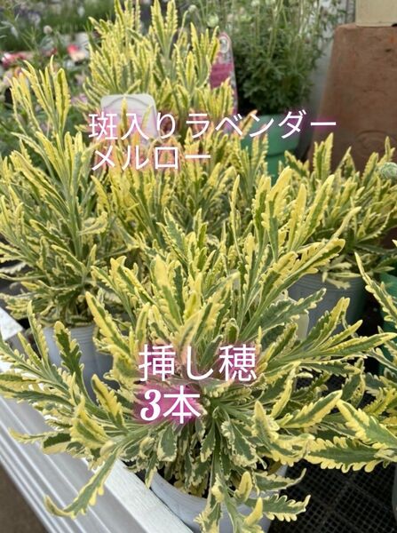 大人気☆斑入りラベンダー「メルロー」挿し穂3本+おまけ カット苗