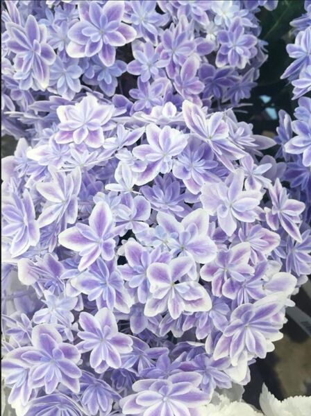 天頂芽♪とても繊細で素敵なアジサイの挿し穂1本+八重咲きピコティ紫陽花挿し穂1本