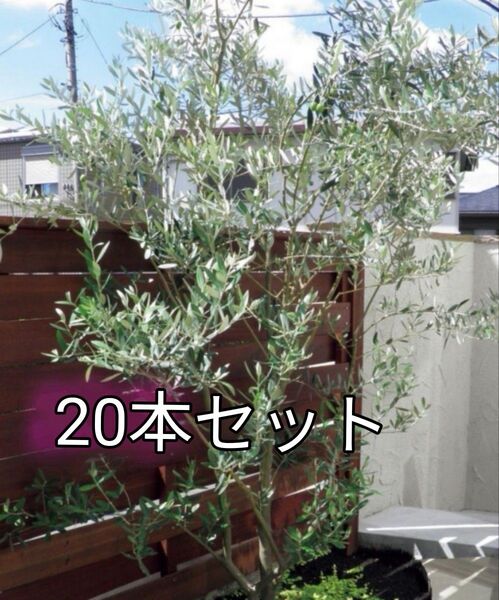 増量!オリーブ「ミッション&ネバディロブランコ」挿し穂混合20本+おまけ スワッグ、リースにも