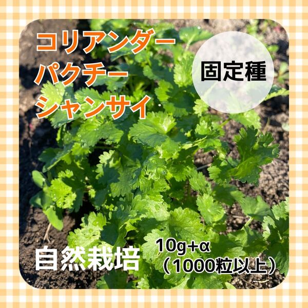 北海道産 2024年秋採取 パクチー 種 無農薬 無肥料 自然栽培 1000粒以上