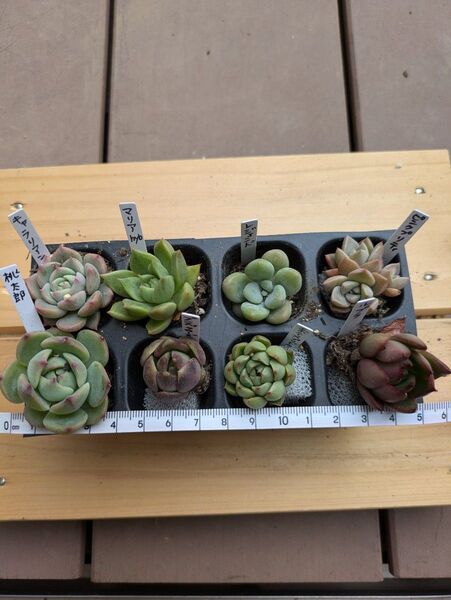 多肉植物 根付 エケベリア 一苗オマケ付き