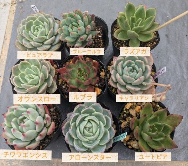 多肉植物 エケベリアセット 一苗オマケ付き