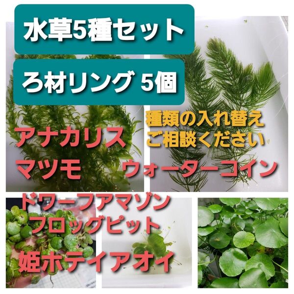 無農薬 水草5種セット アナカリス、まつも、姫ホテイアオイ、アマゾンフロッグピット、ウォーターコイン、ろ材リング5個つき
