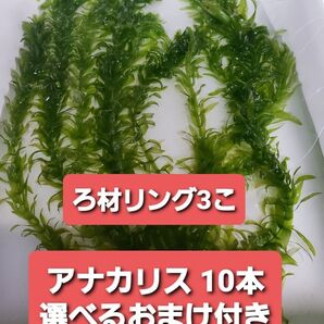 無農薬アナカリス10本+選べるおまけ付き+ろ材リング3こ 姫ホテイアオイ ウォーターコイン アマゾンフロッグピット