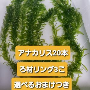 無農薬アナカリス20本+選べるおまけ付き+ろ材リング5こ 姫ホテイアオイ ウォーターコイン アマゾンフロッグピット