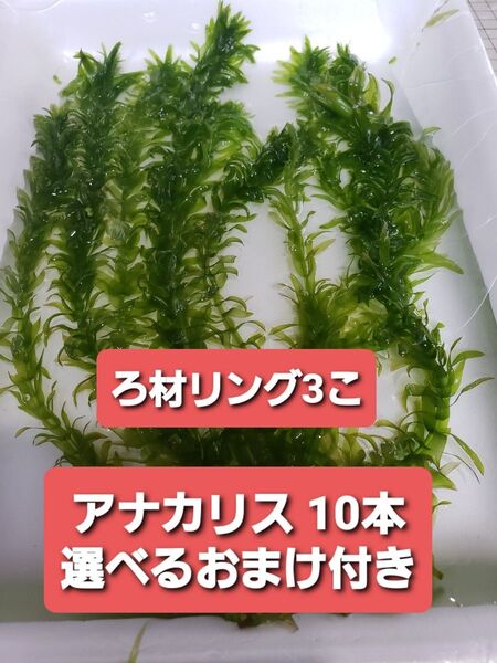 無農薬アナカリス10本+選べるおまけ付き+ろ材リング3こ 姫ホテイアオイ ウォーターコイン アマゾンフロッグピット アクアリウム