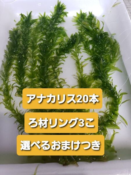 無農薬アナカリス20本+選べるおまけ付き+ろ材リング3こ ヒメホテイアオイ ウォーターコイン アマゾンフロッグピット