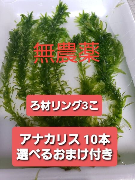 無農薬アナカリス10本+選べるおまけ付き+ろ材リング3こ ヒメホテイアオイ ウォーターコイン アマゾンフロッグピット