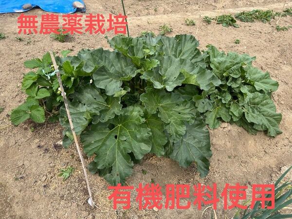 ルバーブ700グラム無農薬栽培