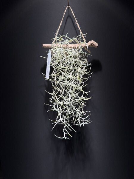 チランジア エアープランツ 観葉植物 インテリア おしゃれ 暮らし 東京 エアプラント チランジア スパニッシュモス ウスネ